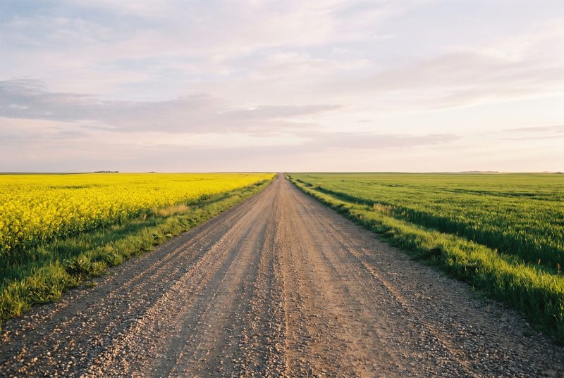Empty gravel road at dawn running to the horizon between a blooming canola field and a wheat field on the Canadian Prairie