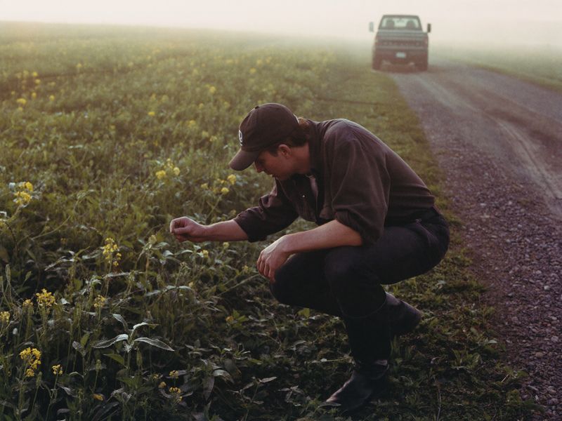 Agronomist crouched at a misty field edge at dawn, checking canola plants by hand